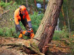 Professional Tree Removal Services in Mcminnville, TN